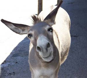 Donkey-1